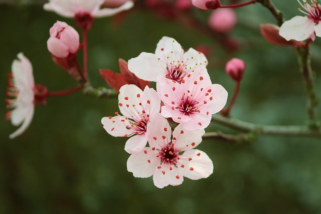 樱花 日本人 梅花 - 上的免费照片