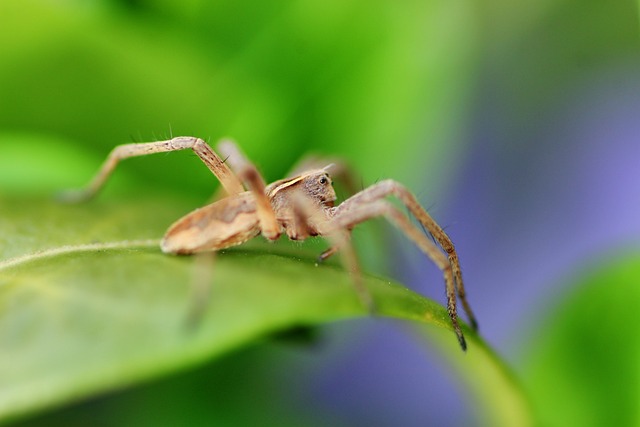 蜘蛛 小的 眼睛 - 上的免费照片