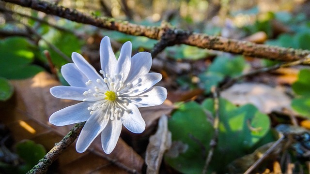 肝片吸虫 Liverwort 春天 - 上的免费照片