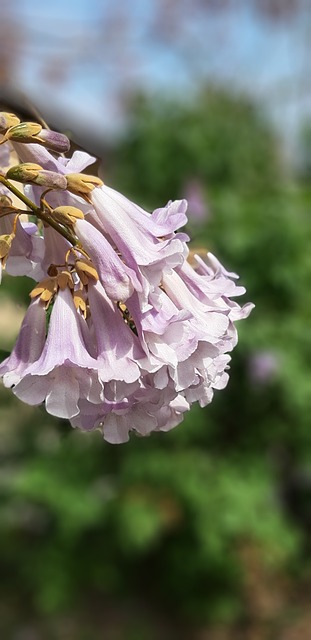 桐 Floer 植物 - 上的免费照片