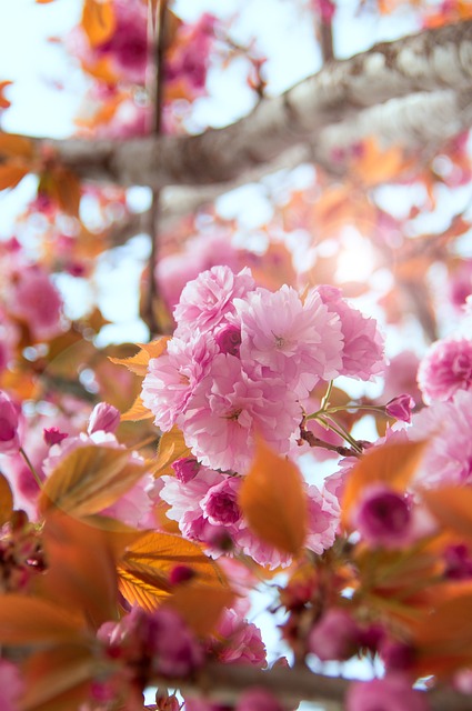 粉色 日本樱花 花 - 上的免费照片