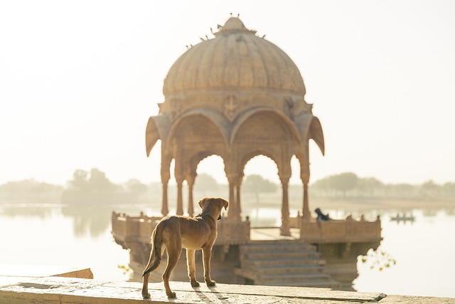 狗 旅行 印度 - 上的免费照片