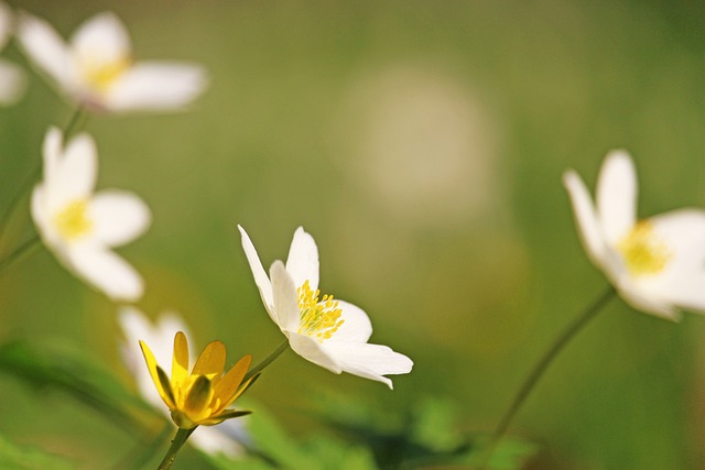 木海葵 森林花 白色的花 - 上的免费照片