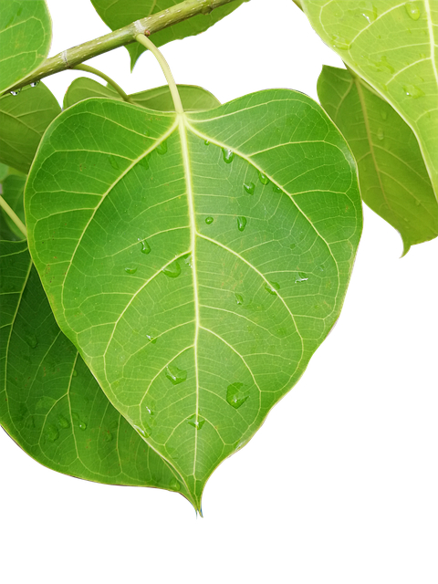叶子 白Thi 植物 - 上的免费照片