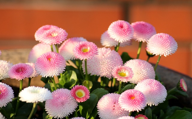 雏菊 粉红色 花朵 - 上的免费照片