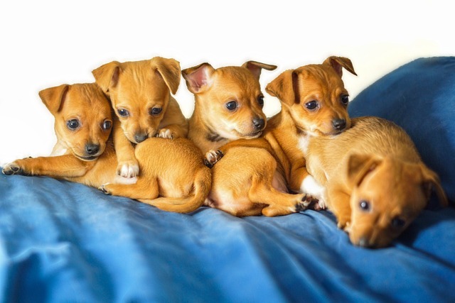 奇瓦瓦州 小狗 动物 - 上的免费照片