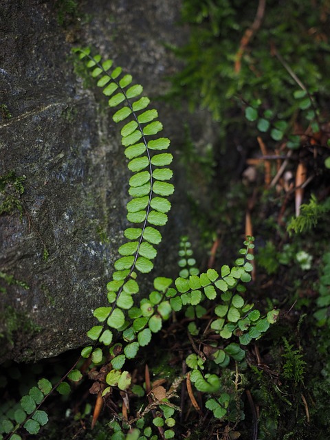 蕨类 植物 绿色 - 上的免费照片