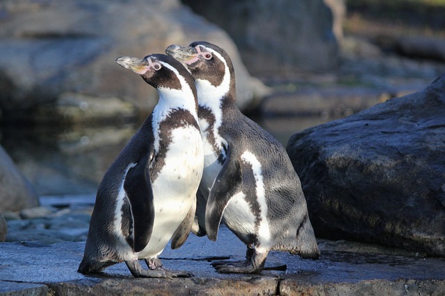 企鹅 洪堡 鸟类 - 上的免费照片