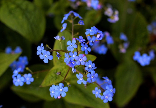 Brunnera 白人不要忘记我的 Voorjaarsbloeier - 上的免费照片