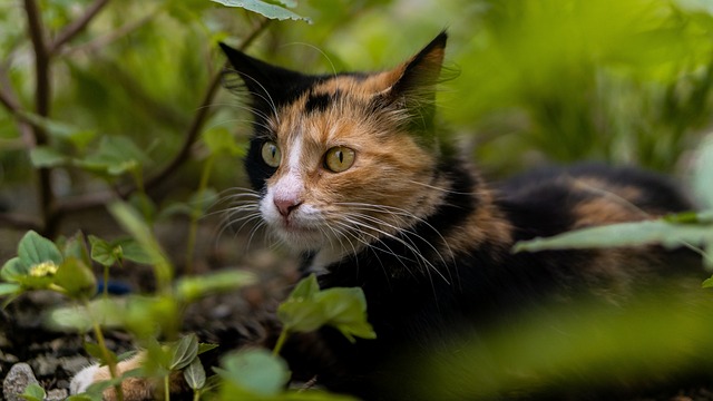 猫 动物 眼睛 - 上的免费照片