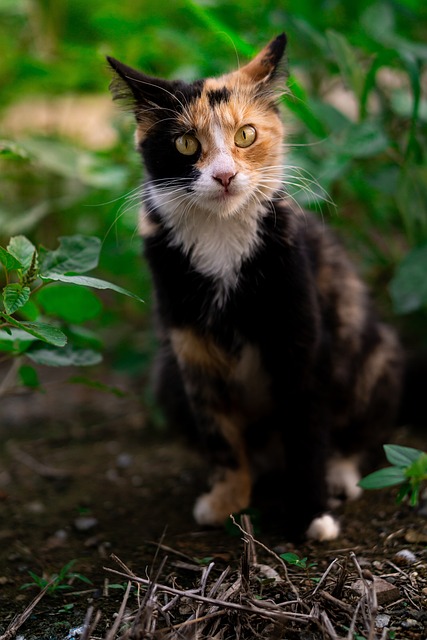 猫 动物 眼睛 - 上的免费照片