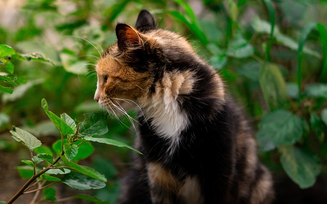 猫 动物 眼睛 - 上的免费照片