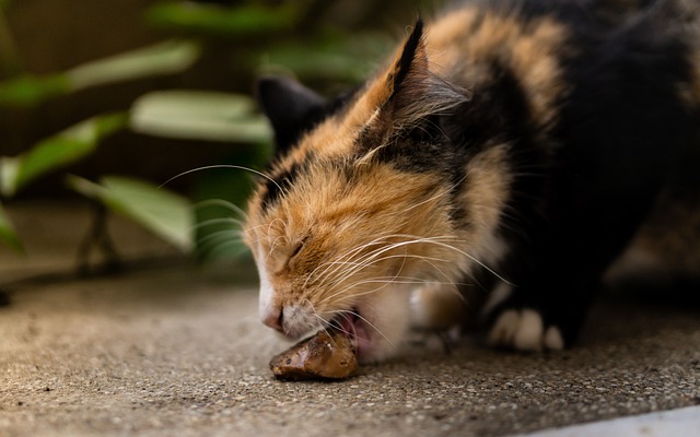 猫 动物 眼睛 - 上的免费照片