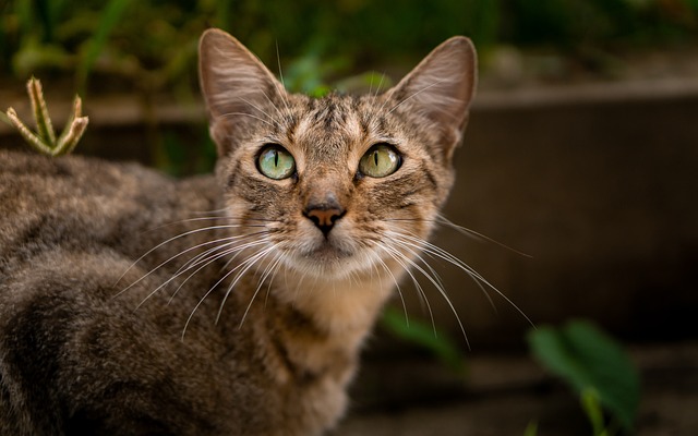 猫 动物 可爱的 - 上的免费照片