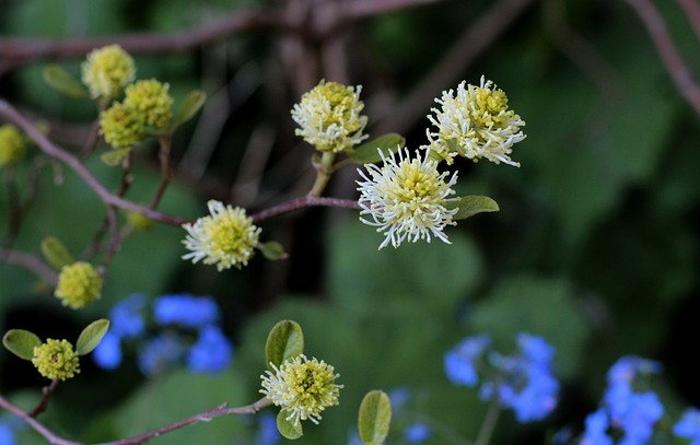 Fothergilla Lampenpoetserstruik - 上的免费照片