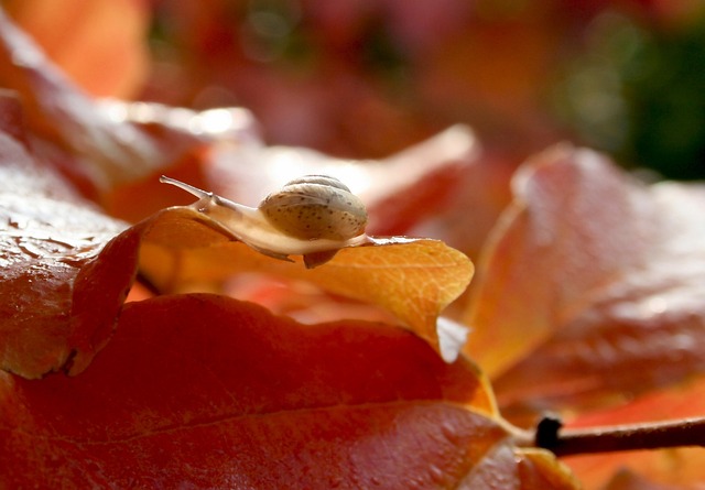 花园 叶子 蜗牛 - 上的免费照片