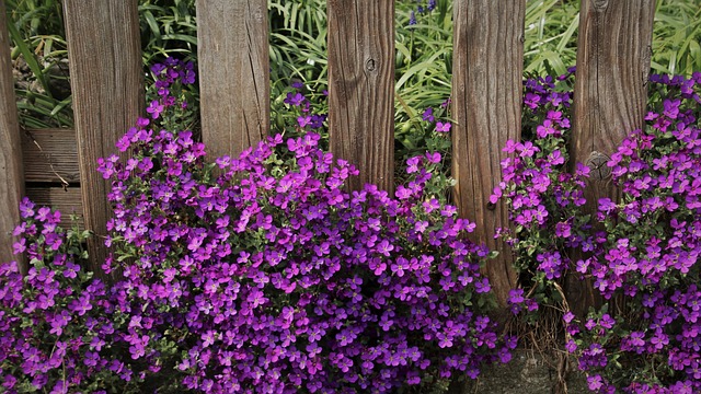 植物的枕头 可能 Aubrietien - 上的免费照片