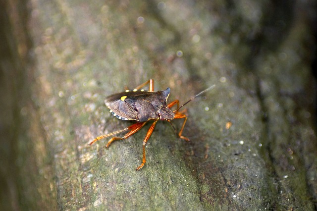 红腿树 Bug 真蝽麻 昆虫 - 上的免费照片