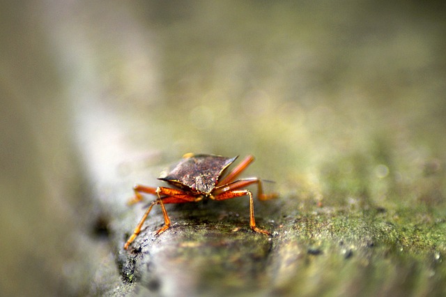 红腿树 Bug 真蝽麻 昆虫 - 上的免费照片