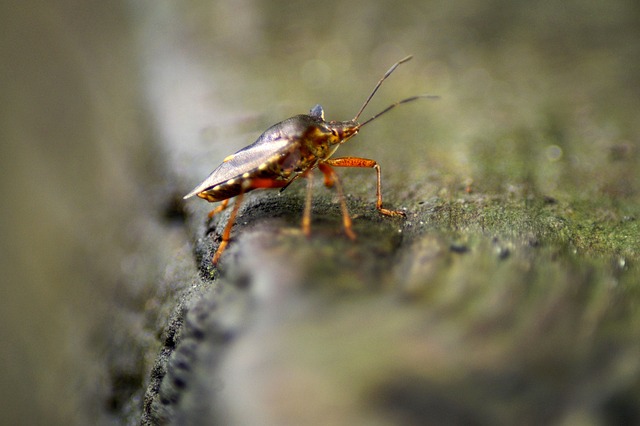 红腿树 Bug 真蝽麻 昆虫 - 上的免费照片