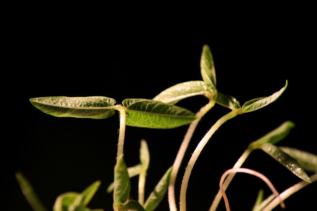 幼苗 梯级 植物 - 上的免费照片