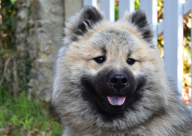 狗 狗的奥拉夫Eurasier 肖像狗Eurasier - 上的免费照片