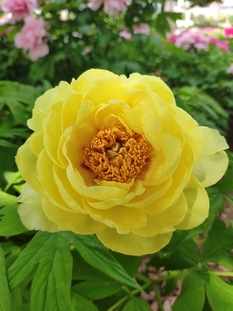 Peony 盛开 花 - 上的免费照片