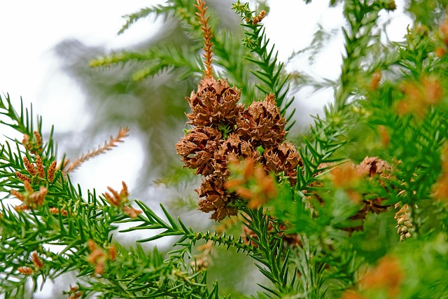 树锥 道格拉西 针叶树 Pseudotsuga - 上的免费照片