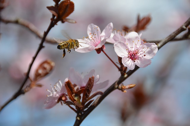 蜜蜂 血梅 花蜜 - 上的免费照片