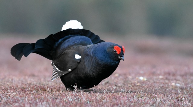 黑鸡 鸟 苏格兰 - 上的免费照片