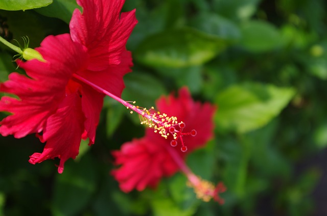 紅花 花 - 上的免费照片