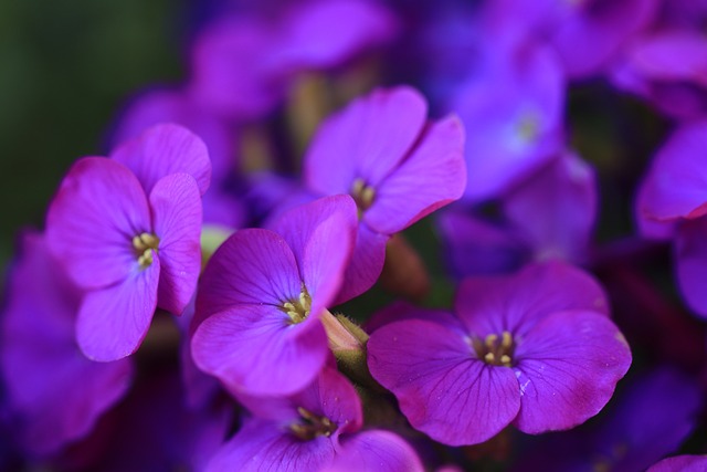 Aubrieta 鲜花 紫色 - 上的免费照片