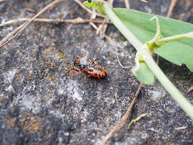 红谋杀虫 昆虫 漏洞 Rhynocoris - 上的免费照片