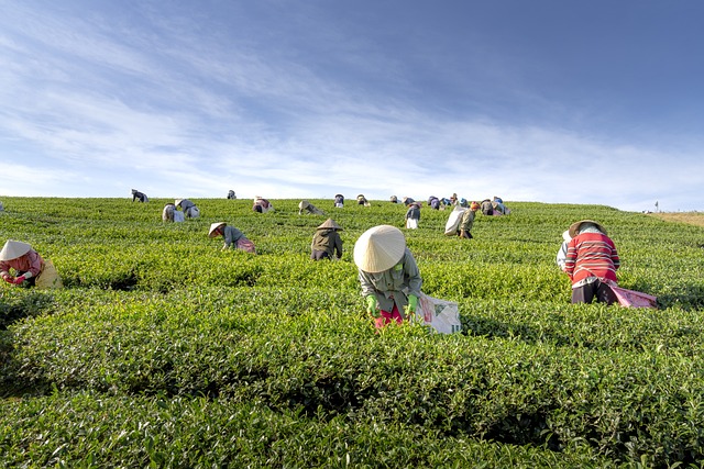 茶 农场 越南 - 上的免费照片