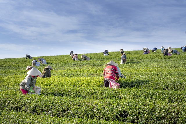 茶 农场 越南 - 上的免费照片