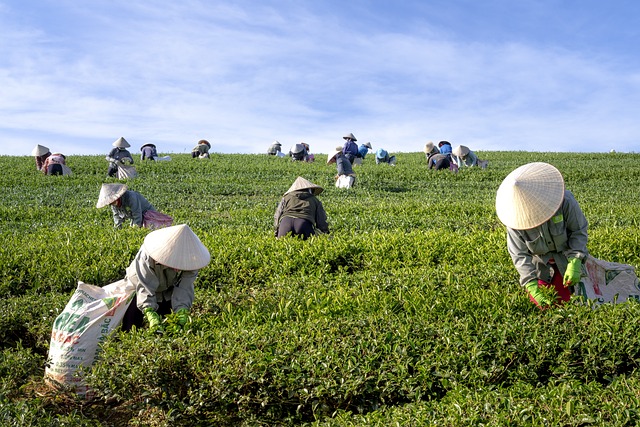 茶 农场 越南 - 上的免费照片