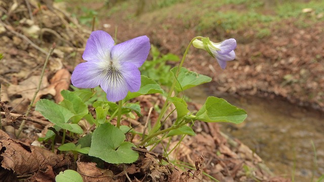 Viola 紫色 在森林里的花朵 - 上的免费照片