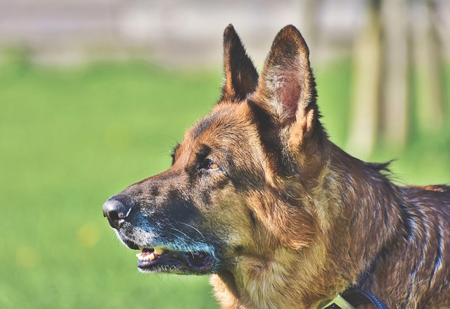 牧羊犬 德国牧羊犬 老德国牧羊犬 - 上的免费照片