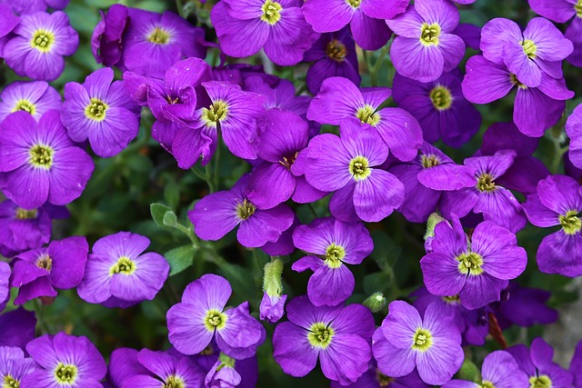 蓝色枕头 奥布里埃塔 Aubrietien花 - 上的免费照片