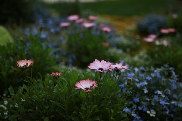 花朵 自然 植物学 - 上的免费照片