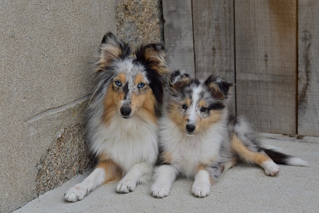 小狗 婊子们 女性的设得兰群岛牧羊犬 - 上的免费照片