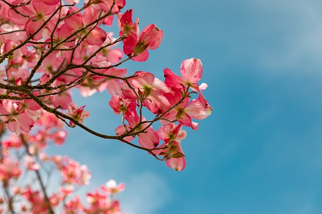 开花 花朵 树 - 上的免费照片