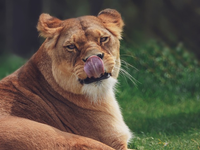 母狮 狮子 动物 - 上的免费照片
