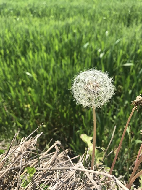 Dandelion Farmland Nature Rural - 上的免费照片