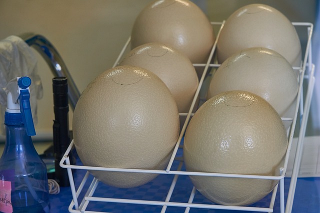 蛋 鸵鸟蛋 孵化器 - 上的免费照片