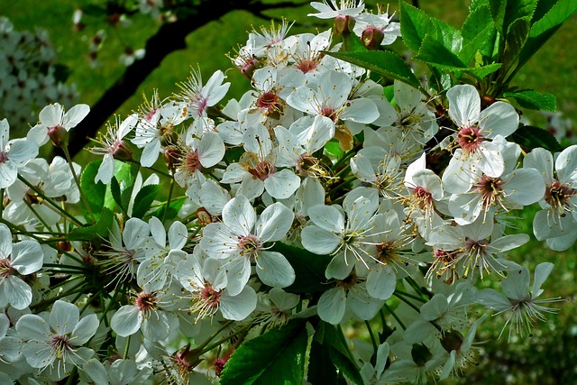 Czere?nio樱桃 花朵 树 - 上的免费照片