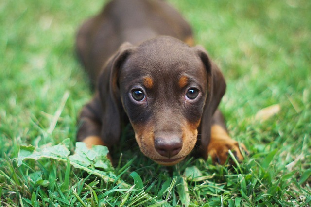 狗 小狗 腊肠犬 - 上的免费照片