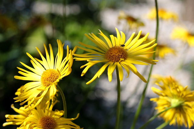 Doronicum Voorjaarszonnebloem 飞 - 上的免费照片