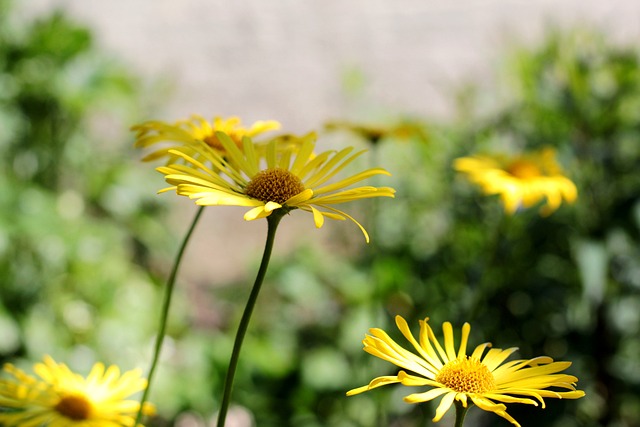 Doronicum Voorjaarszonnebloem 春天 - 上的免费照片