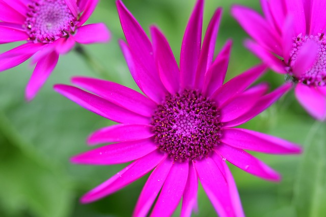 花 花色Fushia 花的花瓣 - 上的免费照片